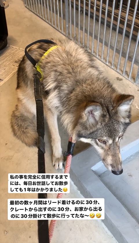 お座りして遠くを見てる狼犬上から