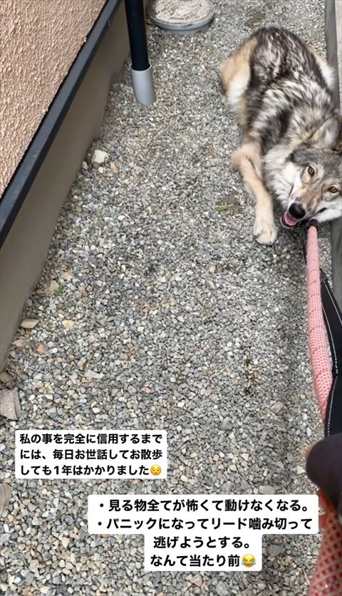 伏せして笑顔の狼犬