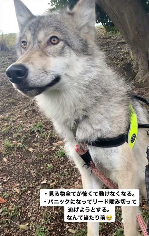 お座りして遠くを見てる狼犬