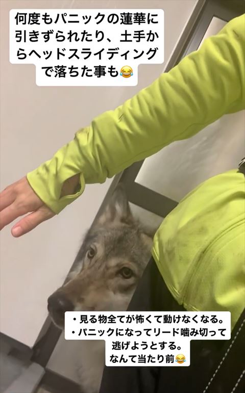 飼い主さんの後ろに隠れるオオカミ犬