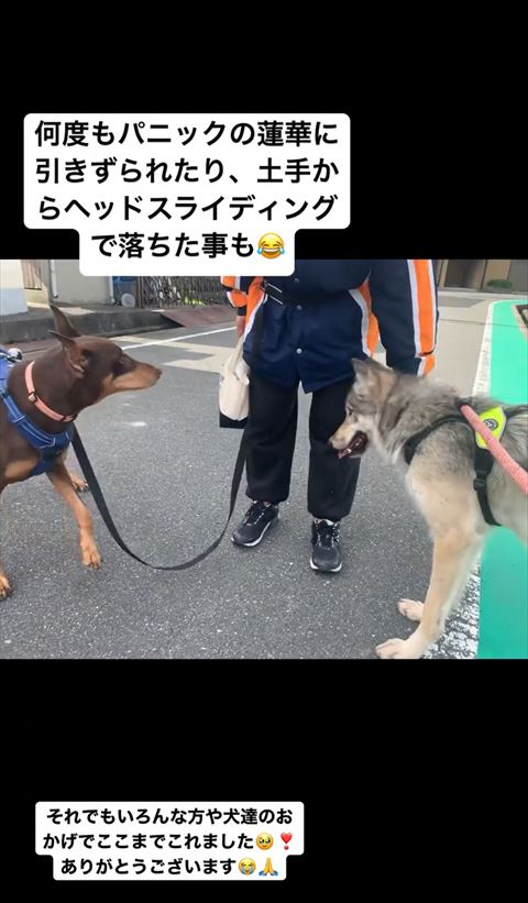 お友達ワンコと対面