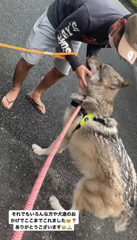 近所の人になでられてる狼犬