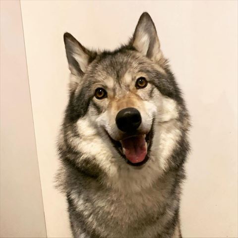 笑ってるワンコ