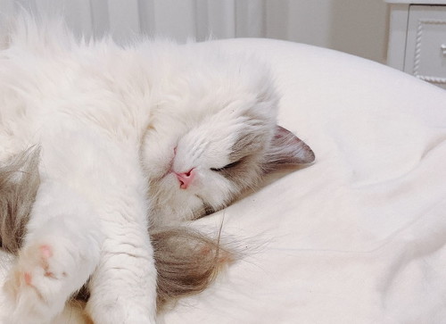 枕の上のネコアップ