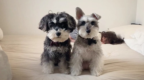 並ぶ犬