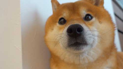 留守番告げられた柴犬