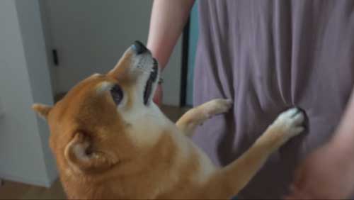 お出かけと思ってよろこぶ柴犬