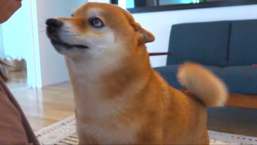 アピールする柴犬