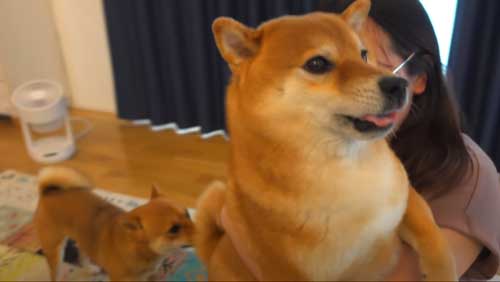 抱っこされる柴犬