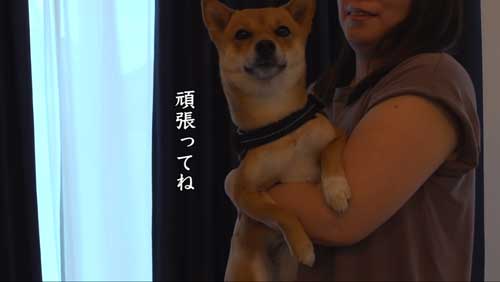 でかける妹柴犬