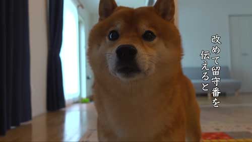 ぼうぜんとする柴犬