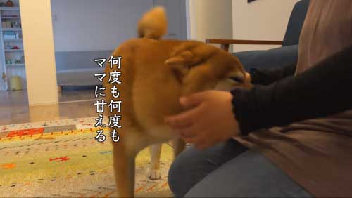 甘える柴犬