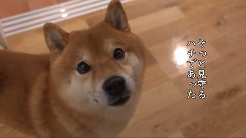 見守る柴犬