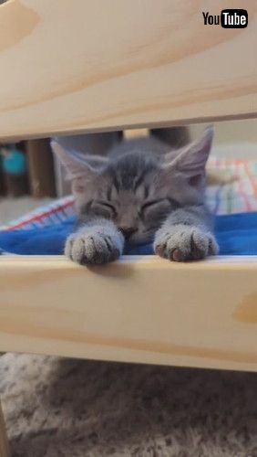 ベッドで寝る子猫