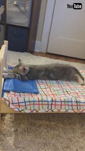 ベッドで寝る子猫