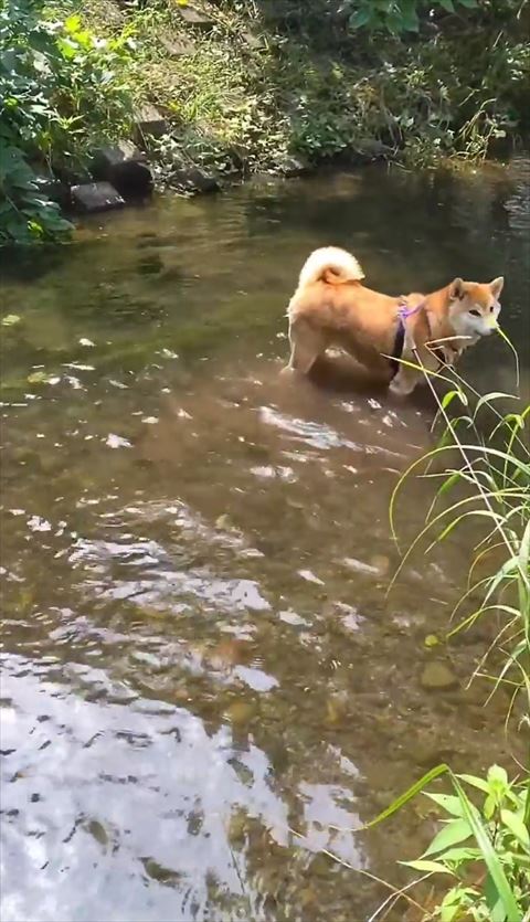 立ってるワンコ