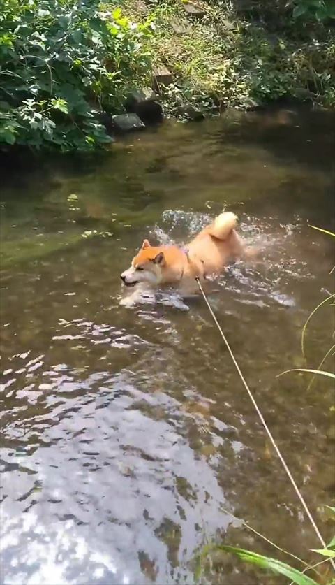カメラ側向いて横見てるワンコ