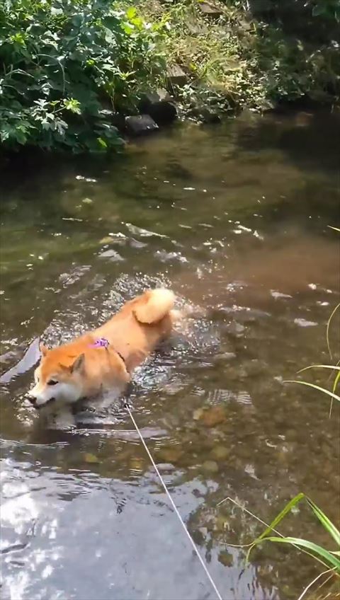 笑顔で川を進むワンコ