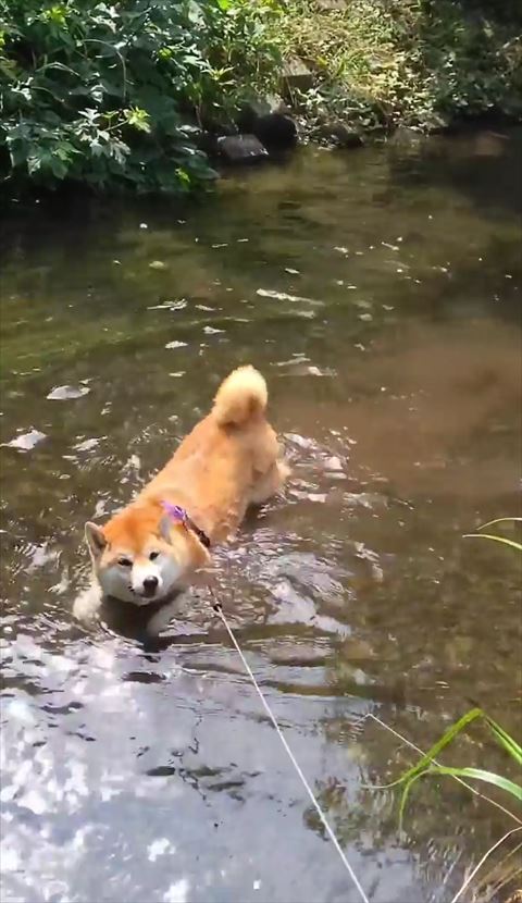 飼い主さんを見るワンコ