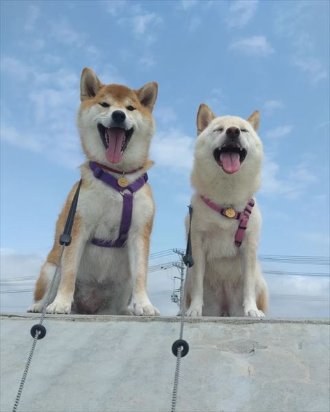 青空と笑ってる2匹