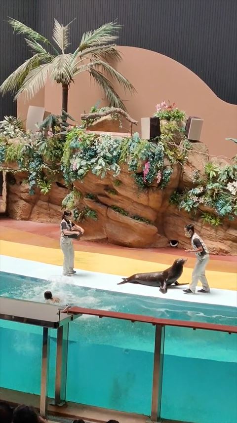 お兄さんにごはんをねだってそうなアシカ