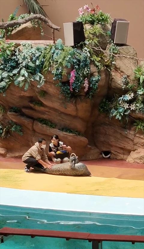 横たわってるアザラシ