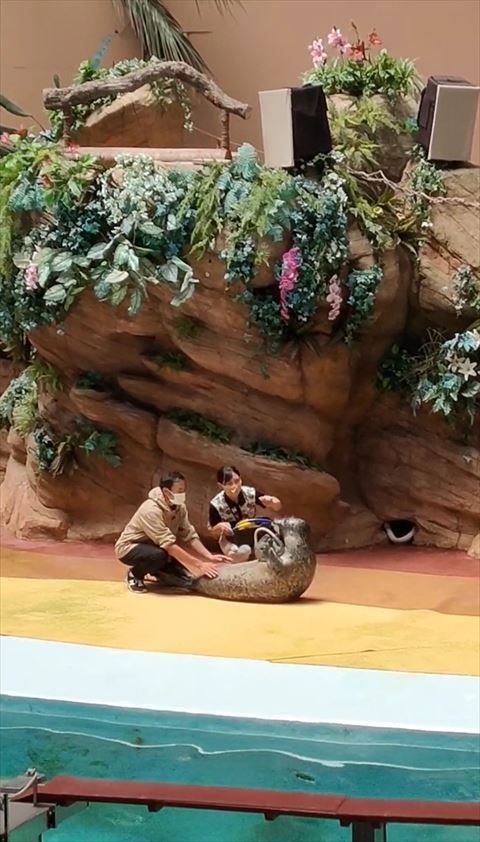 起き上がるアザラシ