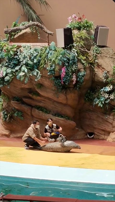 後ろにそるアザラシ