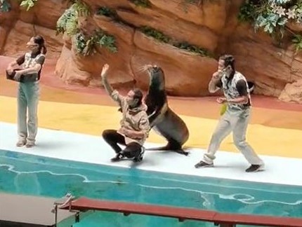 スタッフの背中につかまるアシカ