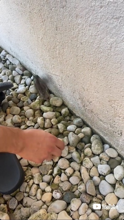 石をどけて救助される鳥