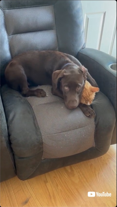 飼い主に見つかる犬