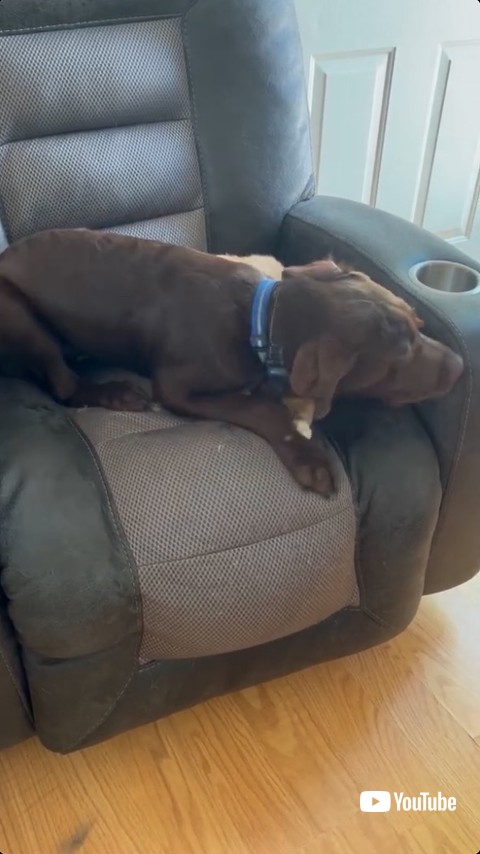 なめるのを再開する犬