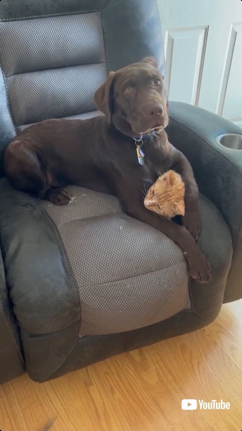 飼い主にとがめられる犬