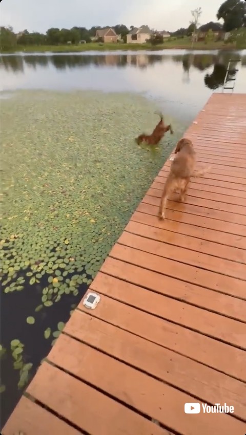 水に飛び込むワンコ