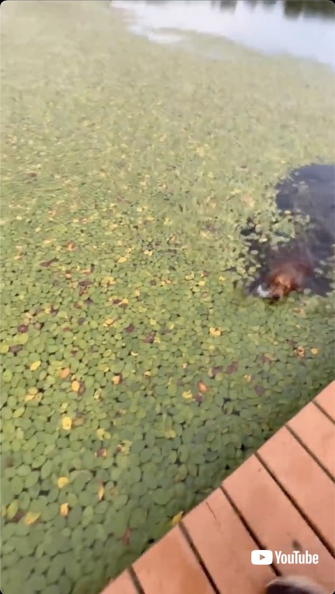 陸へ戻ろうとするワンコ