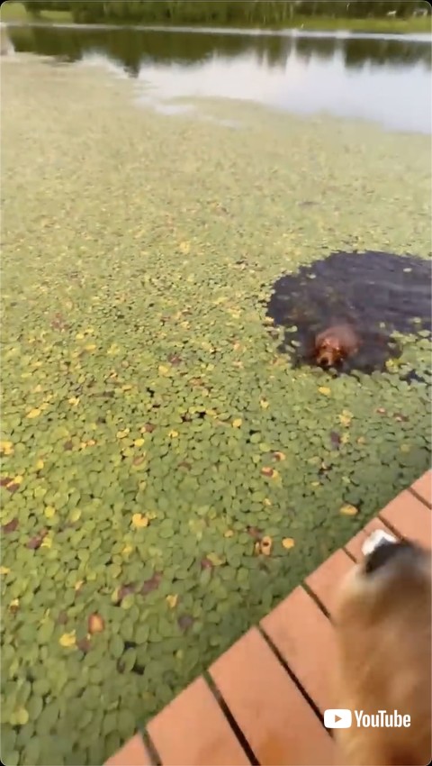 水に落ちてしまったワンコ