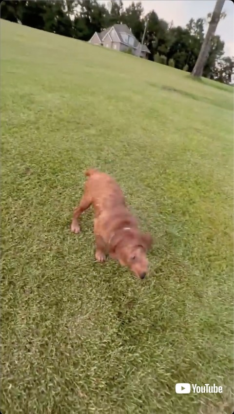 陸へ戻ったワンコ