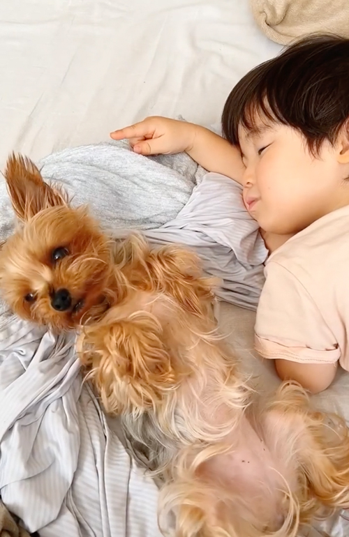 お昼寝前にじゃれあう息子とワンコ