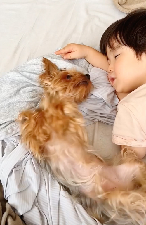 お昼寝前にじゃれあう息子とワンコ