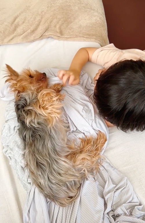 お昼寝前にじゃれあう息子とワンコ