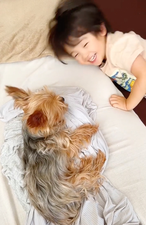 お昼寝前にじゃれあう息子とワンコ