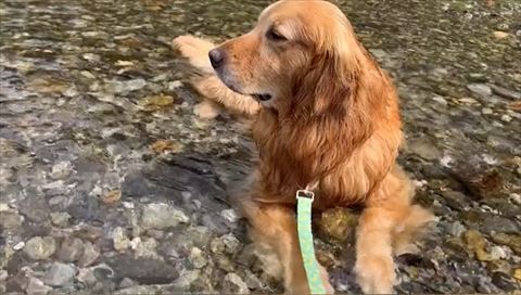 遠くを見てるゴールデン