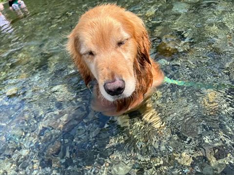 目をつむって川に入るワンコ