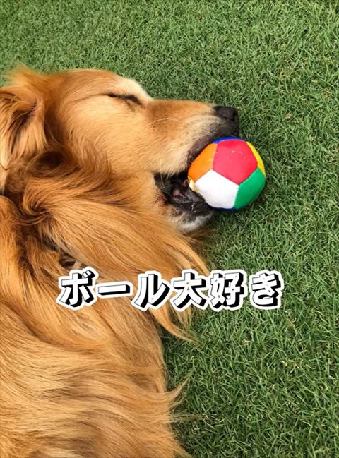 ボールくわえて寝てるワンコ