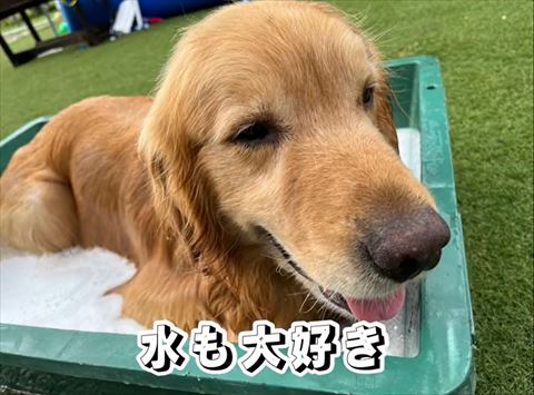 水も大好きテロップ