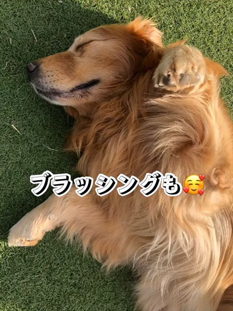 寝そべってるワンコ