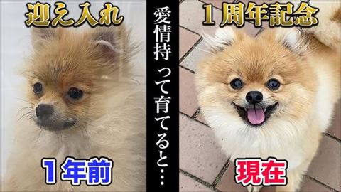 ペットショップにいたポメラニアン