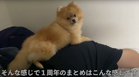 飼い主さんの上に乗るワンコ