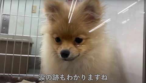 悲しそうなペットショップのワンコ