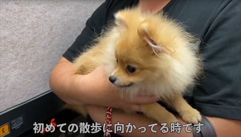 抱っこされるワンコ